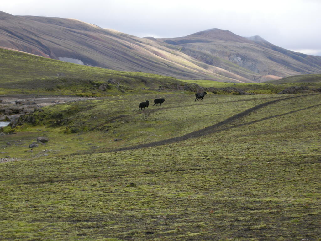 Schwarze Schafe am Markarfljót