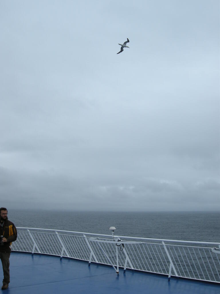 Ein Basstölpel vor dem Schiff