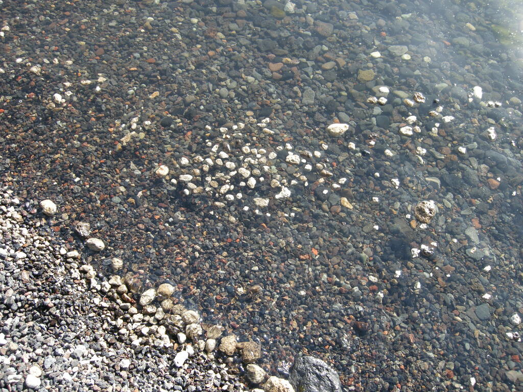 Schwimmender Bims im Öskjuvatn