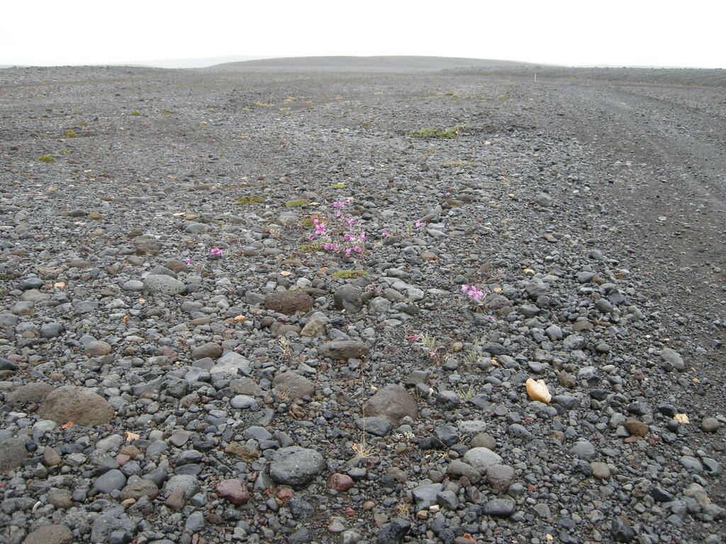 Blumen am Straßenrand