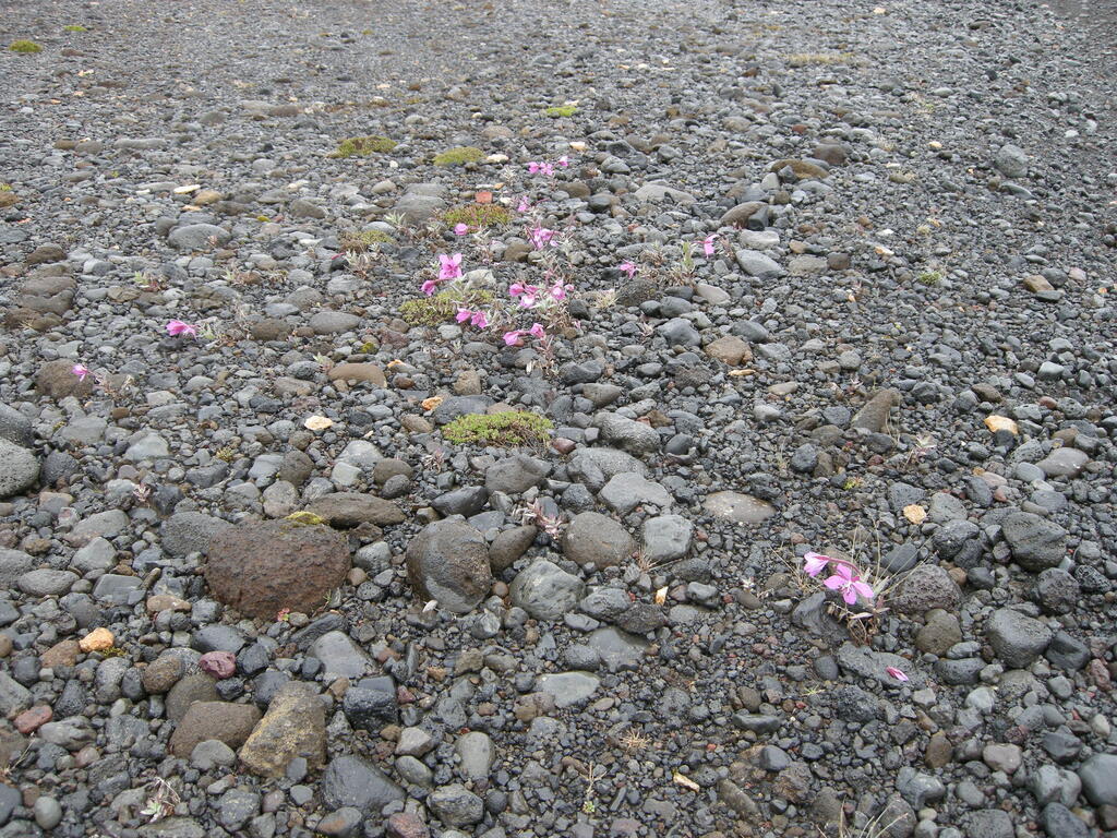 Blumen am Straßenrand
