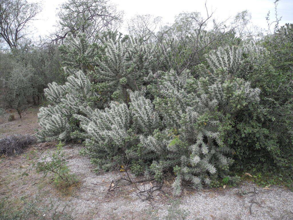 Kaktus auf dem Grubengelände