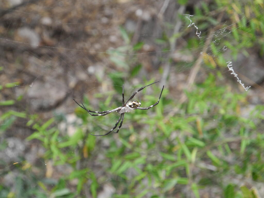 Große Spinne im Netz bei Lafinur