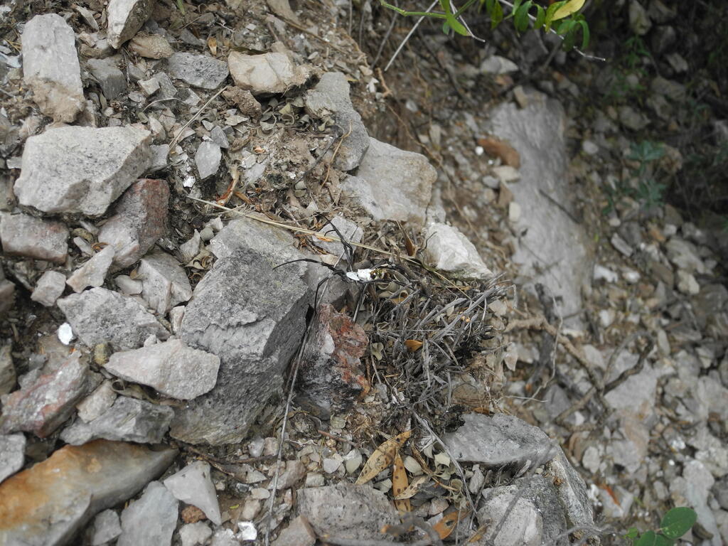 Große Spinne am Boden