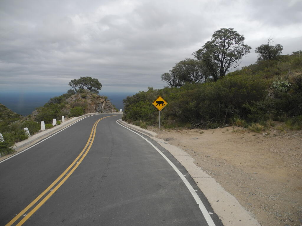 Vorsicht vor großen Katzen...