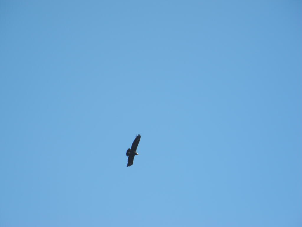 Ein Condor am Cerro Uritorco