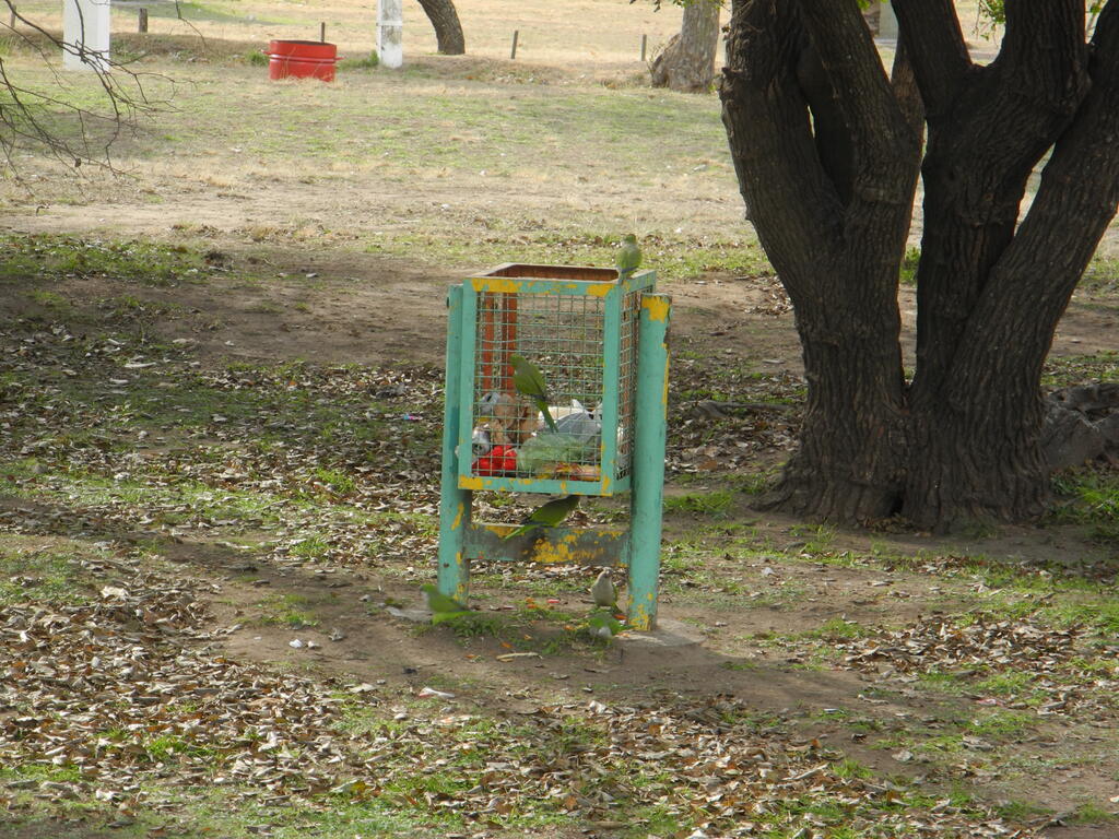 Loros plündern den Mülleimer auf dem Camping Municipal in Córdoba