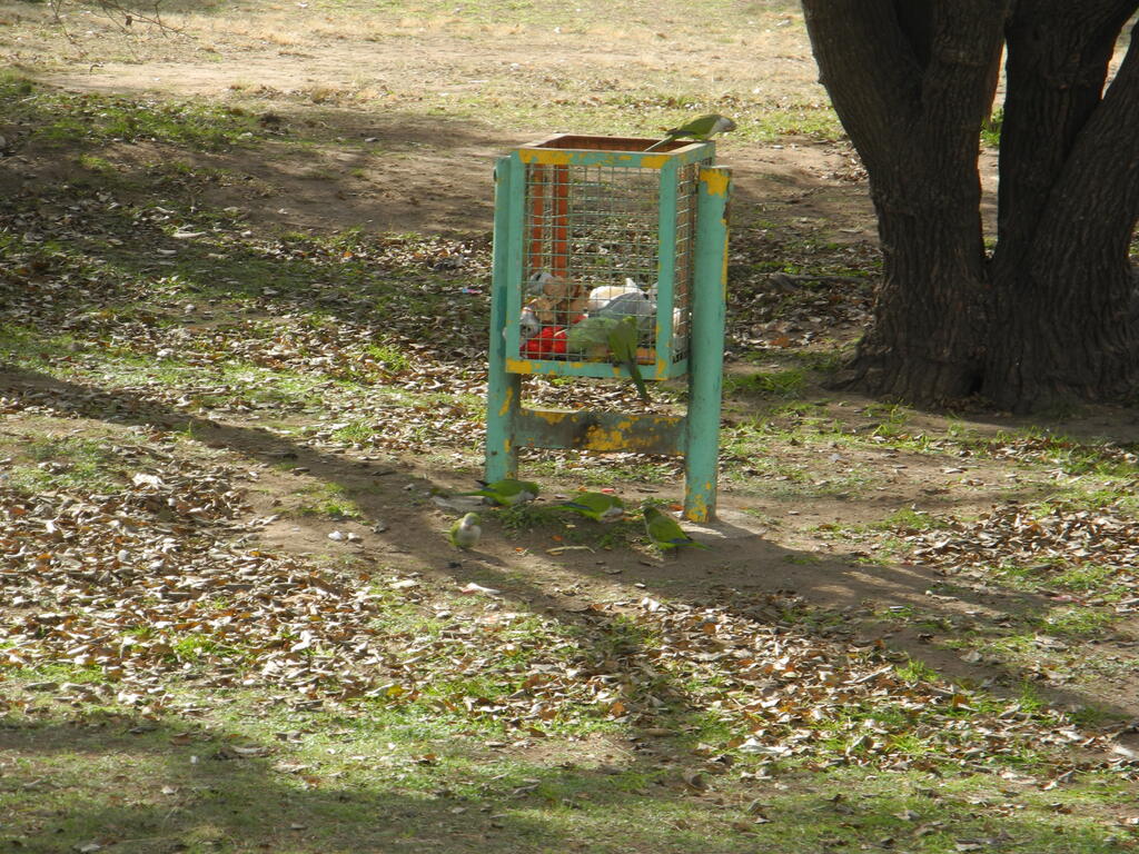 Loros plündern den Mülleimer auf dem Camping Municipal in Córdoba
