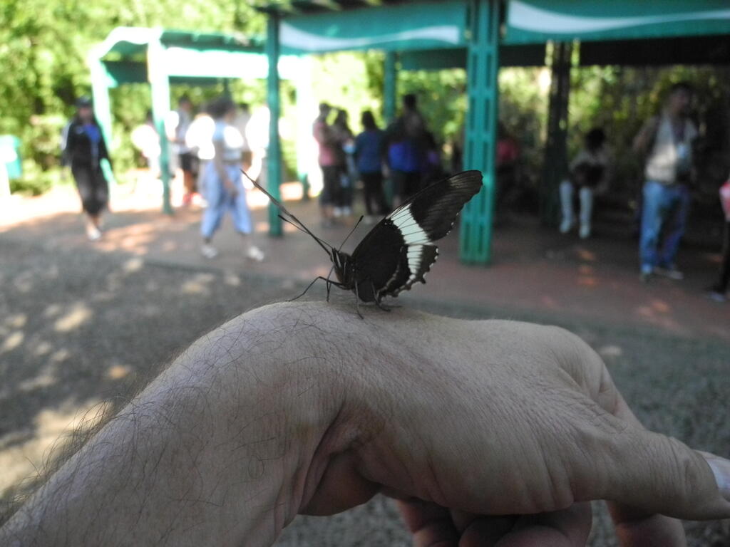 Jetzt sitzt er auf meiner Hand