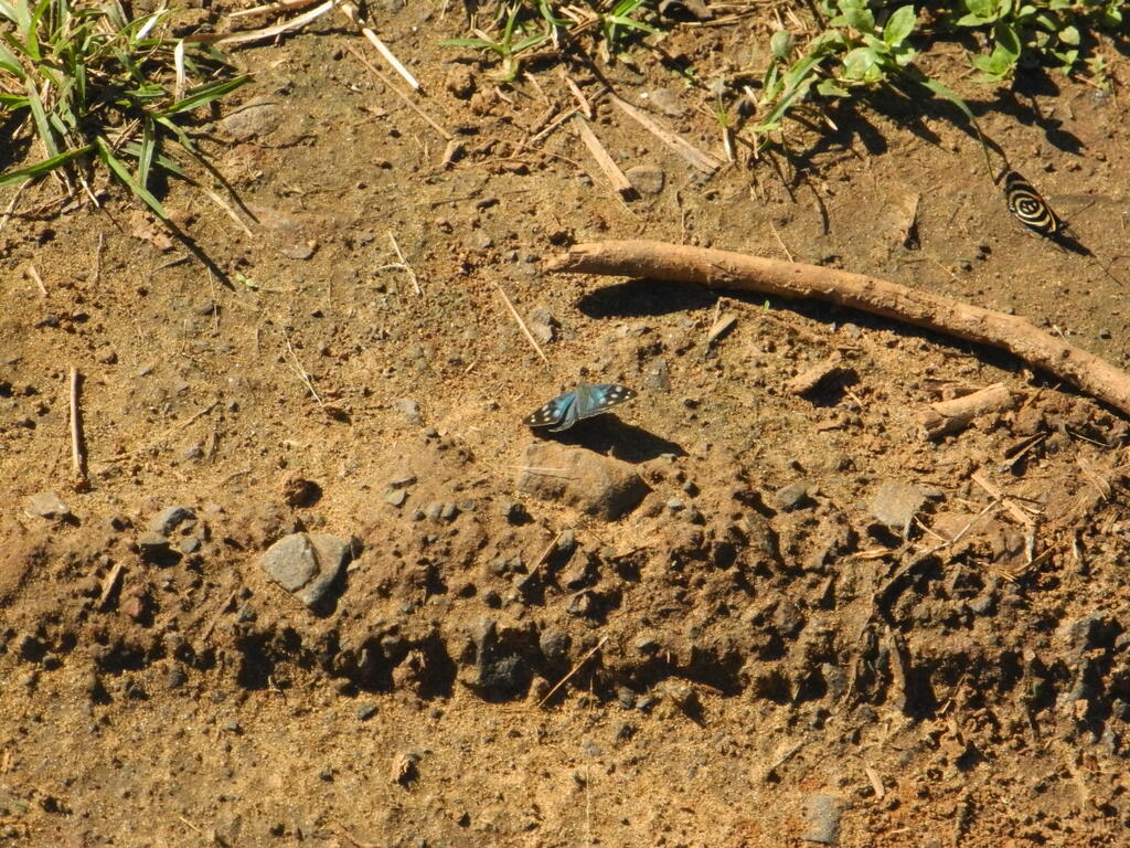 Zwei Schmetterlinge am Boden