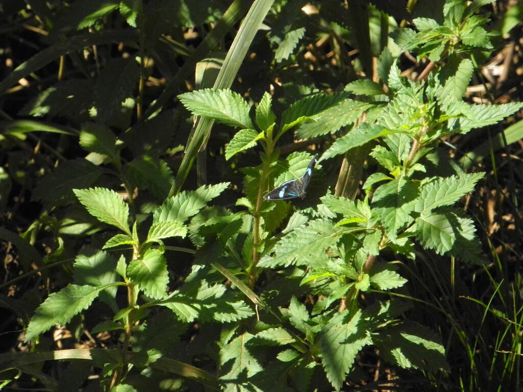 Ein weiterer Schmetterling sonnt sich auf den Pflanzen