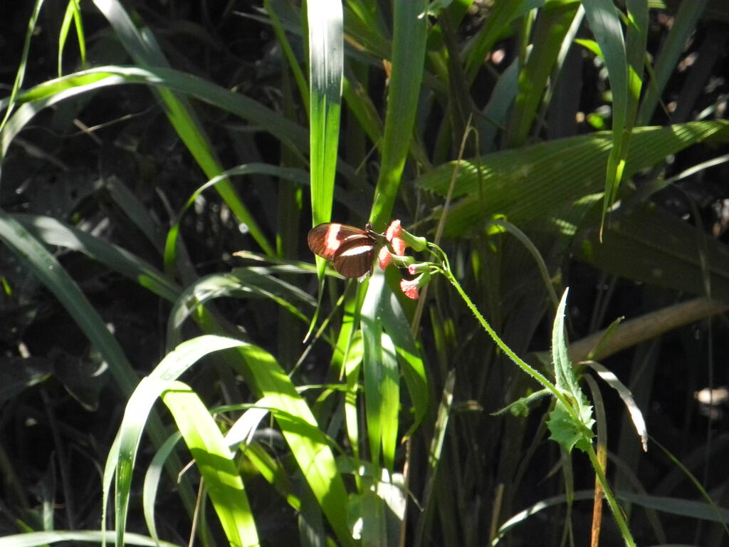 Ein Schmetterling an einer Blüte