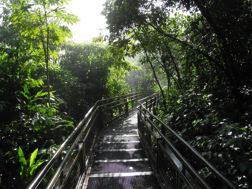 Unterer Runfgang im Wald und Sprühnebel