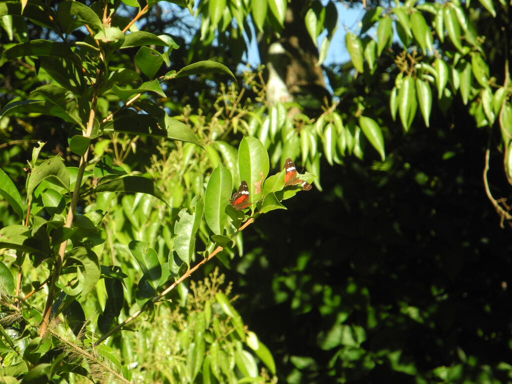 Schmetterlinge im Gebüsch