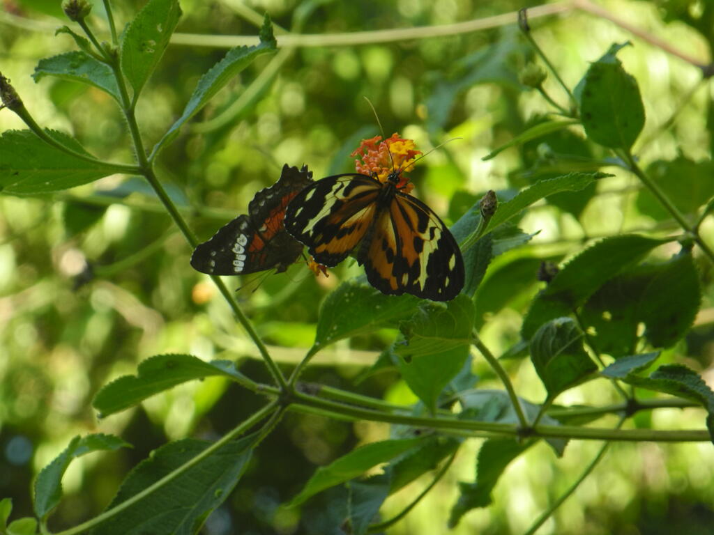 Zwei unterschiedliche Schmetterlinge an einer Blüte