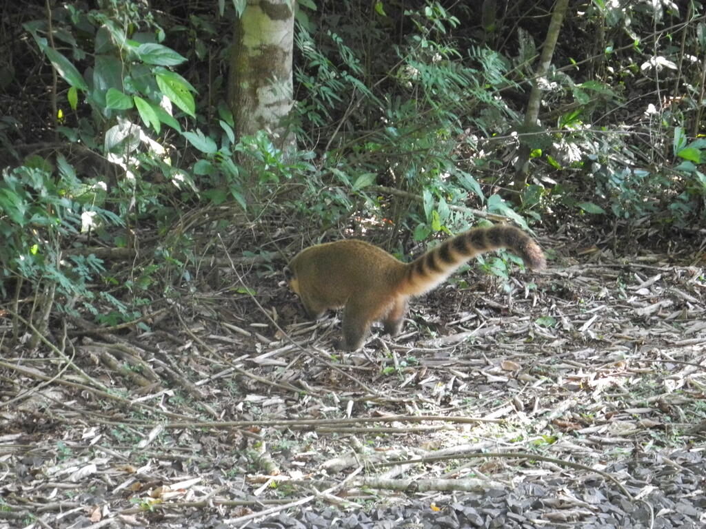 Ein Coati neben dem Gleis an der Station Cataratas