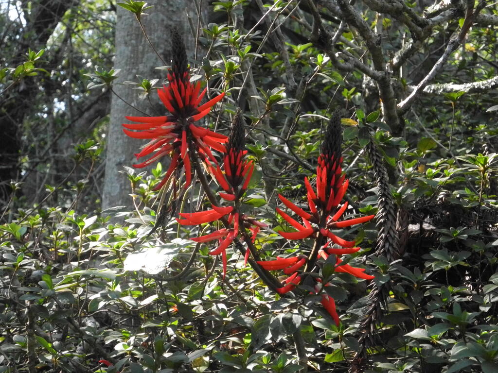 Rote Blüten an einem Strauch in der Mina Santa Catalina