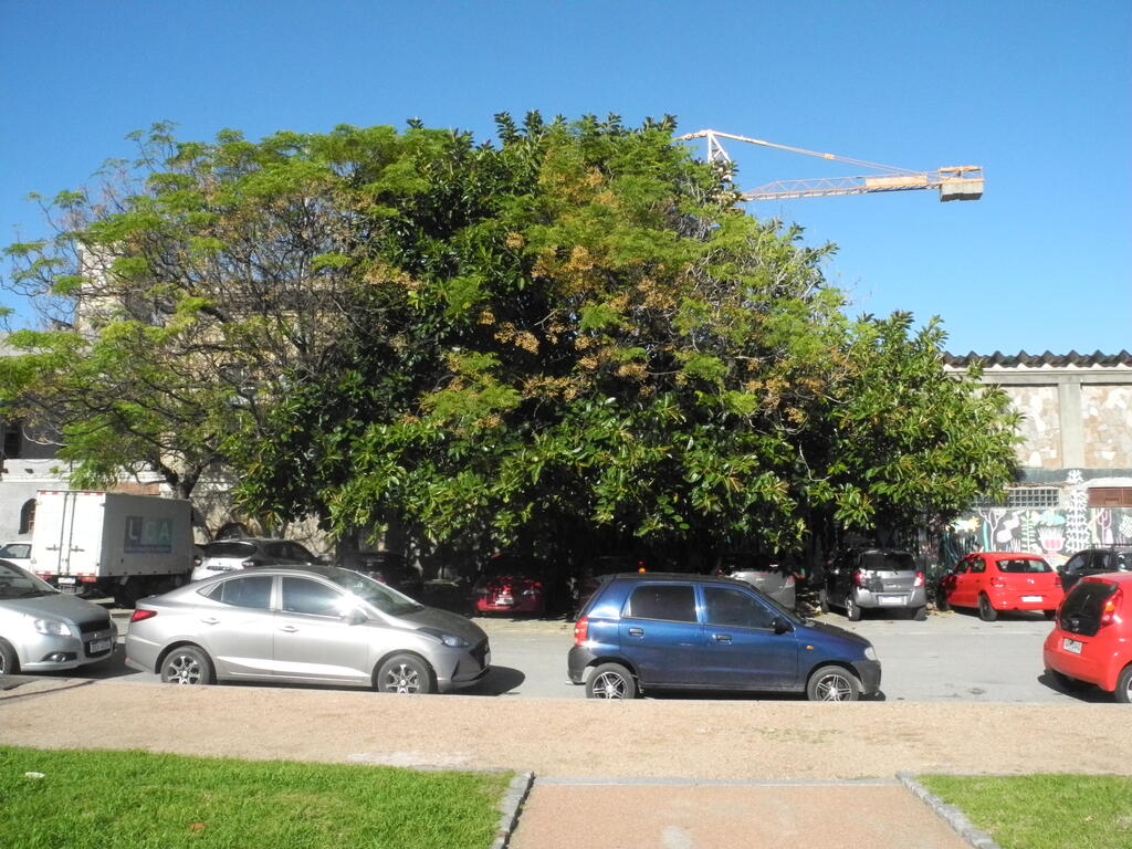 Ein großer Gummibaum in Montevideo