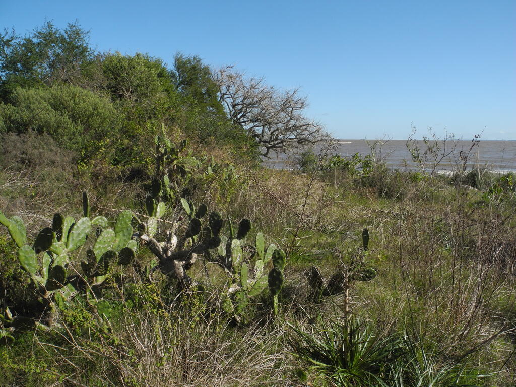 Die Küste an der Punta Espinillo