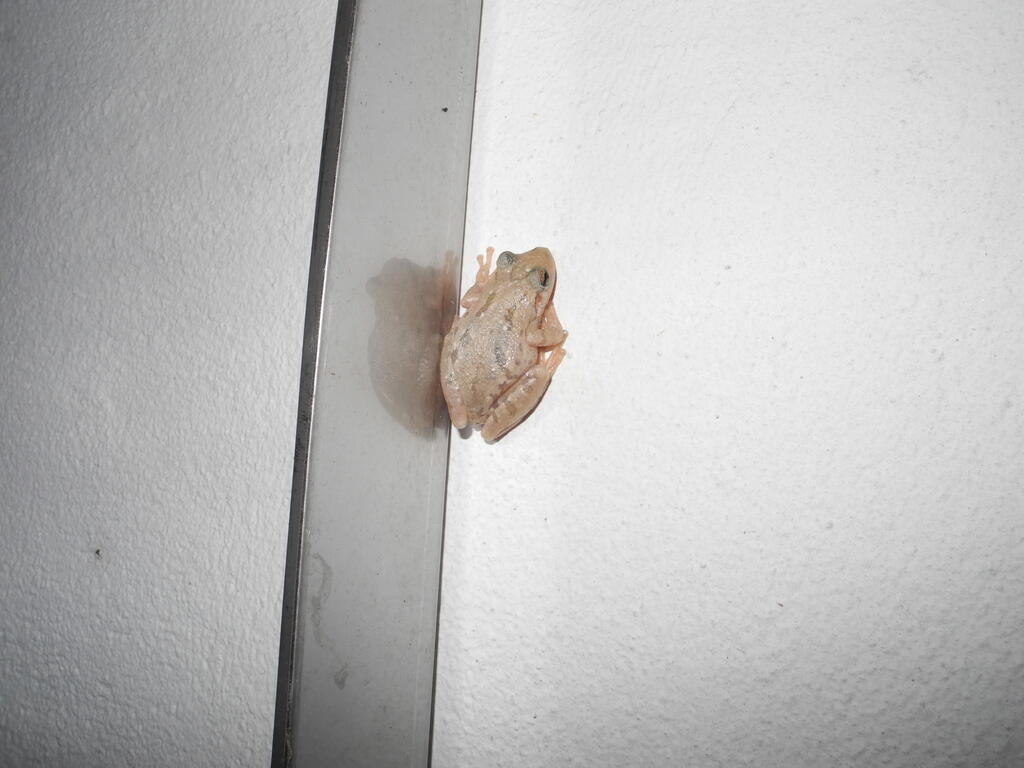 Tiere auf dem Campingplatz: Frosch in der Dusche