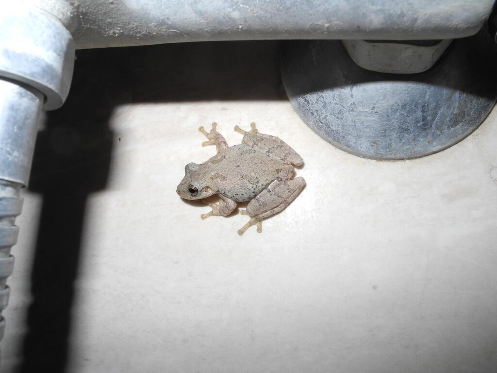 Tiere auf dem Campingplatz: Frosch in der Dusche