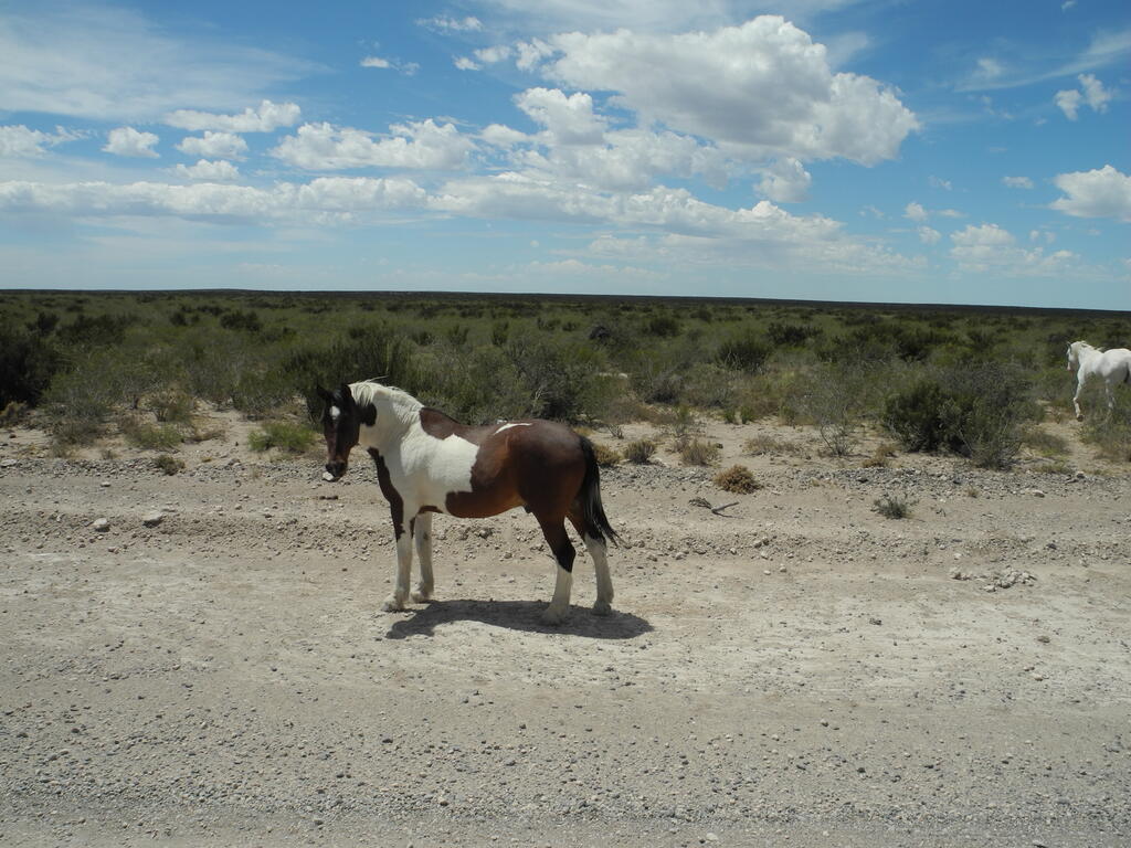 Pferd auf der Straße