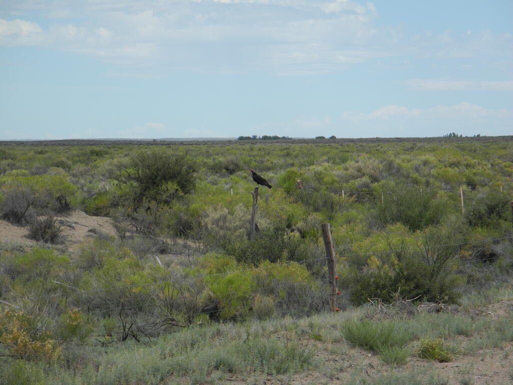 Der erste Geier wartet schon