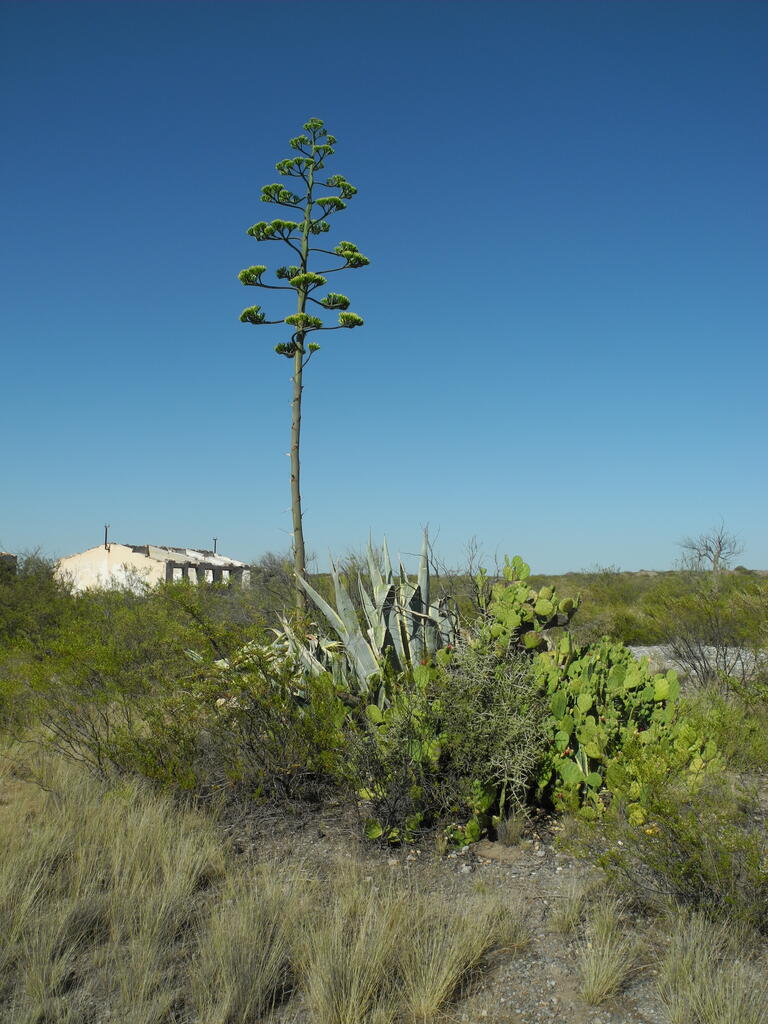 Mina Gonzalito, riesige Agavenblüte in der alten Siedlung