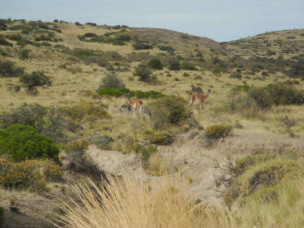 Guanacos an der Straße