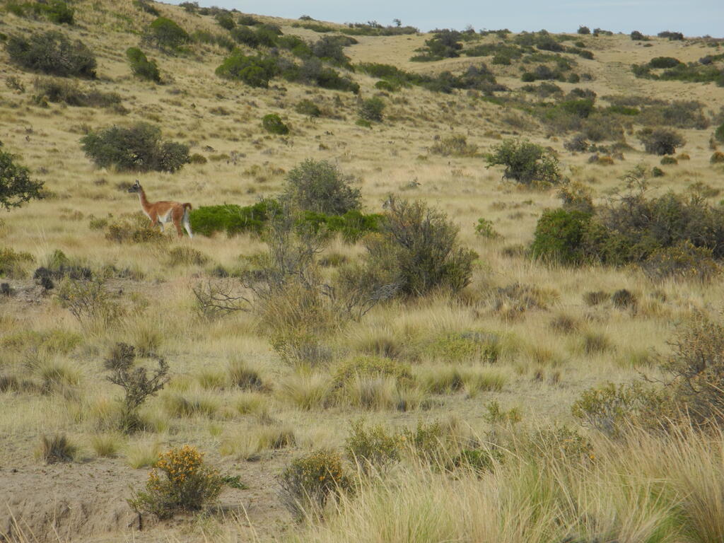 Guanacos an der Straße