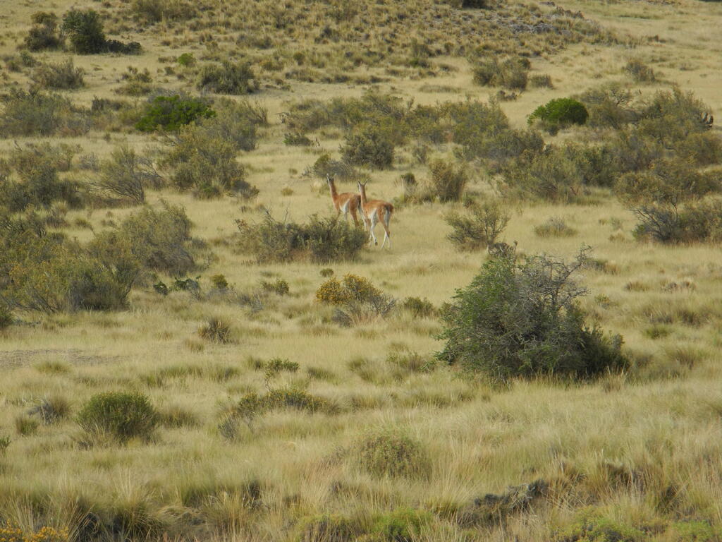 Guanacos an der Straße