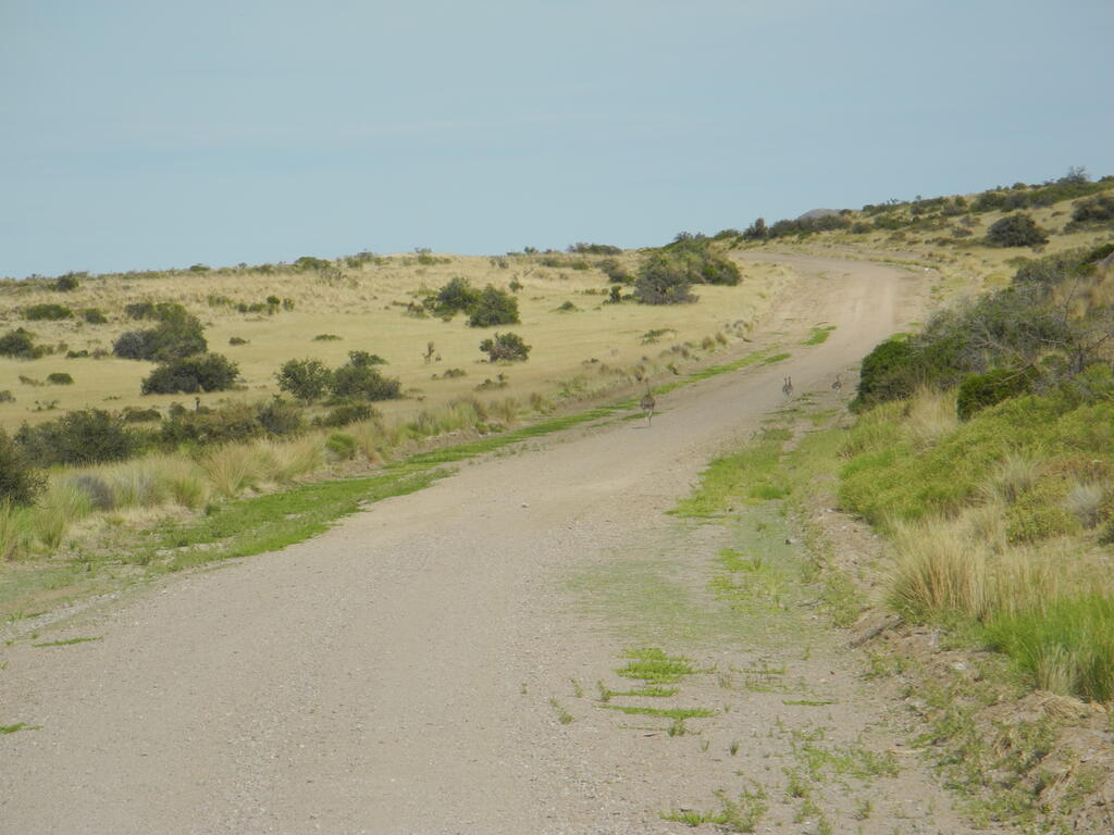 Choiques auf der Straße
