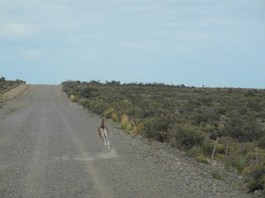 Guanaco auf der Straße