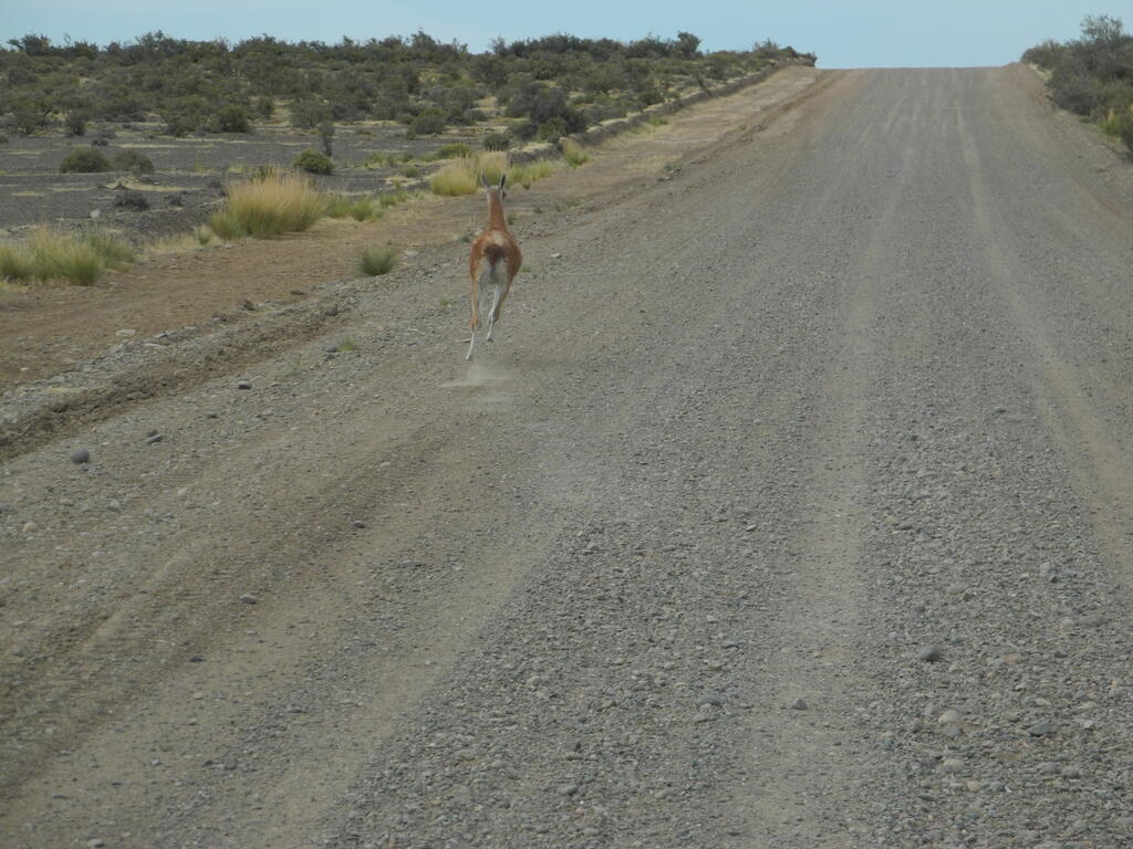 Guanaco auf der Straße