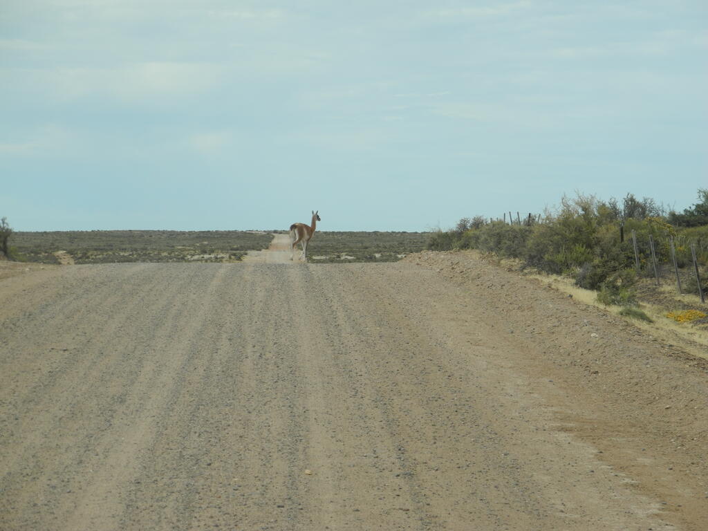 Guanaco auf der Straße