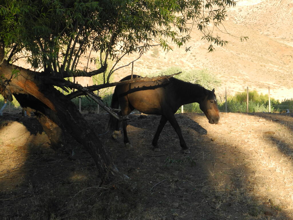 Pferd auf dem Campingplatz