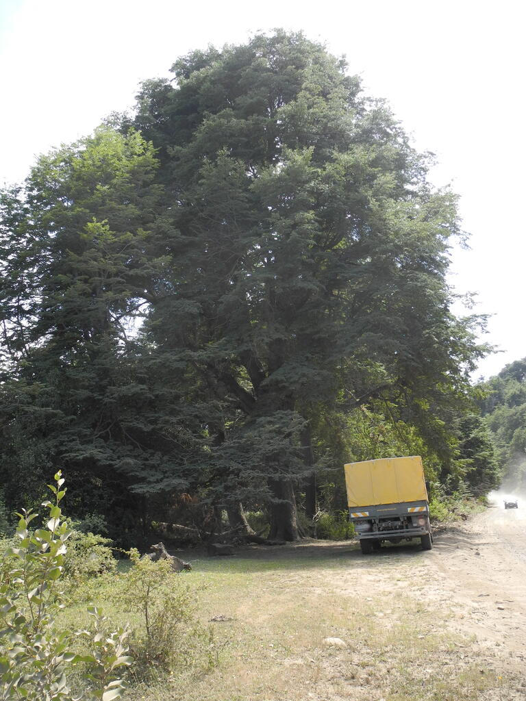 Südbuche im Nationalpark