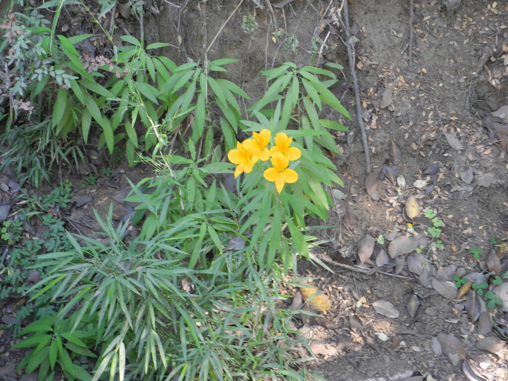 Hübsche Blüte am Straßenrand