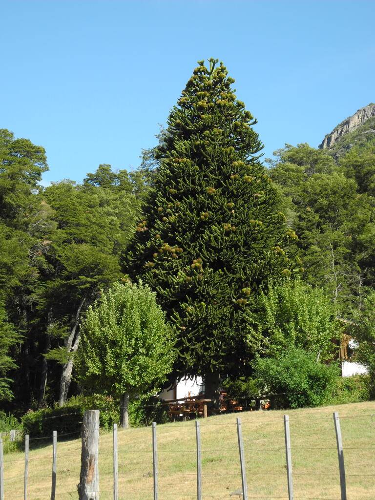 Araukarie in der Nähe der Cascada Los Alerces