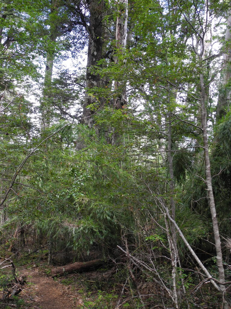 Urwald am Pfad zum Mirador del Valle