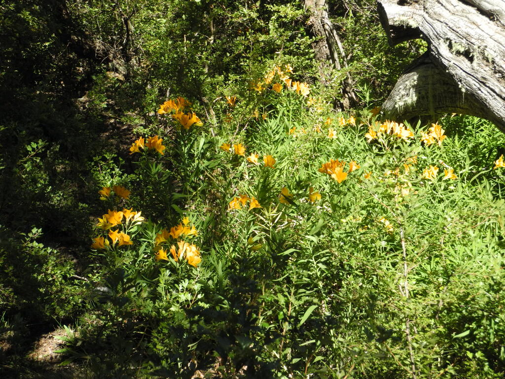 Gelbe Blumen im Wald