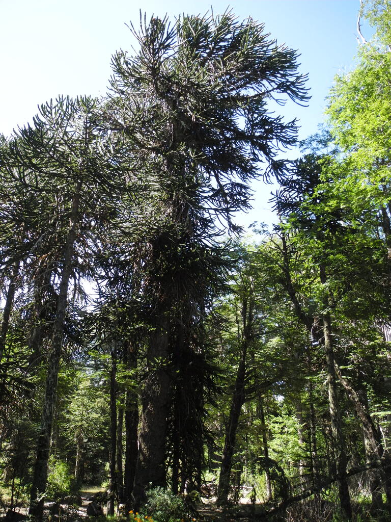 Große Araukarien im Wald