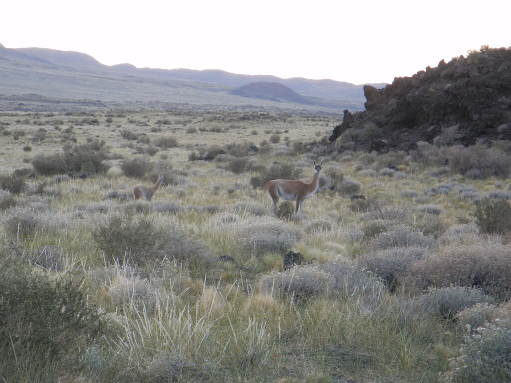 Guanacos an der Straße