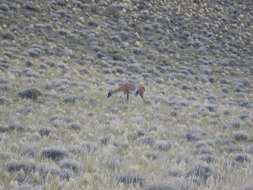 Guanacos an der Straße