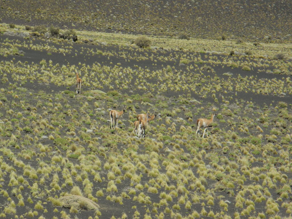 Guanacos an der Straße