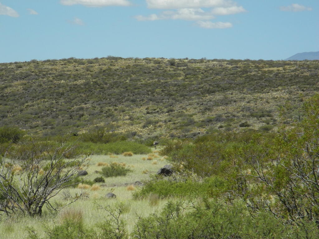 Choique neben der Straße