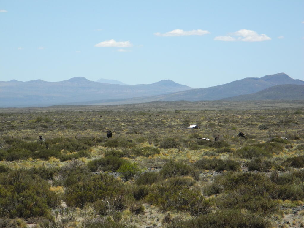 Geier an einem toten Guanaco
