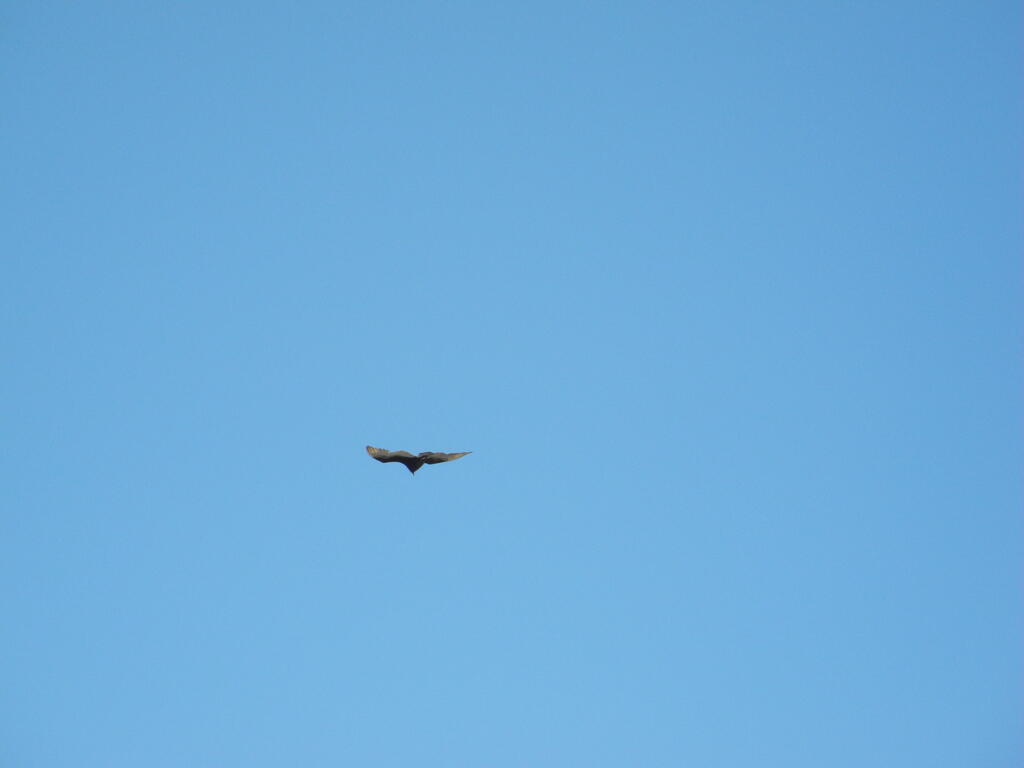 Geier an einem toten Guanaco