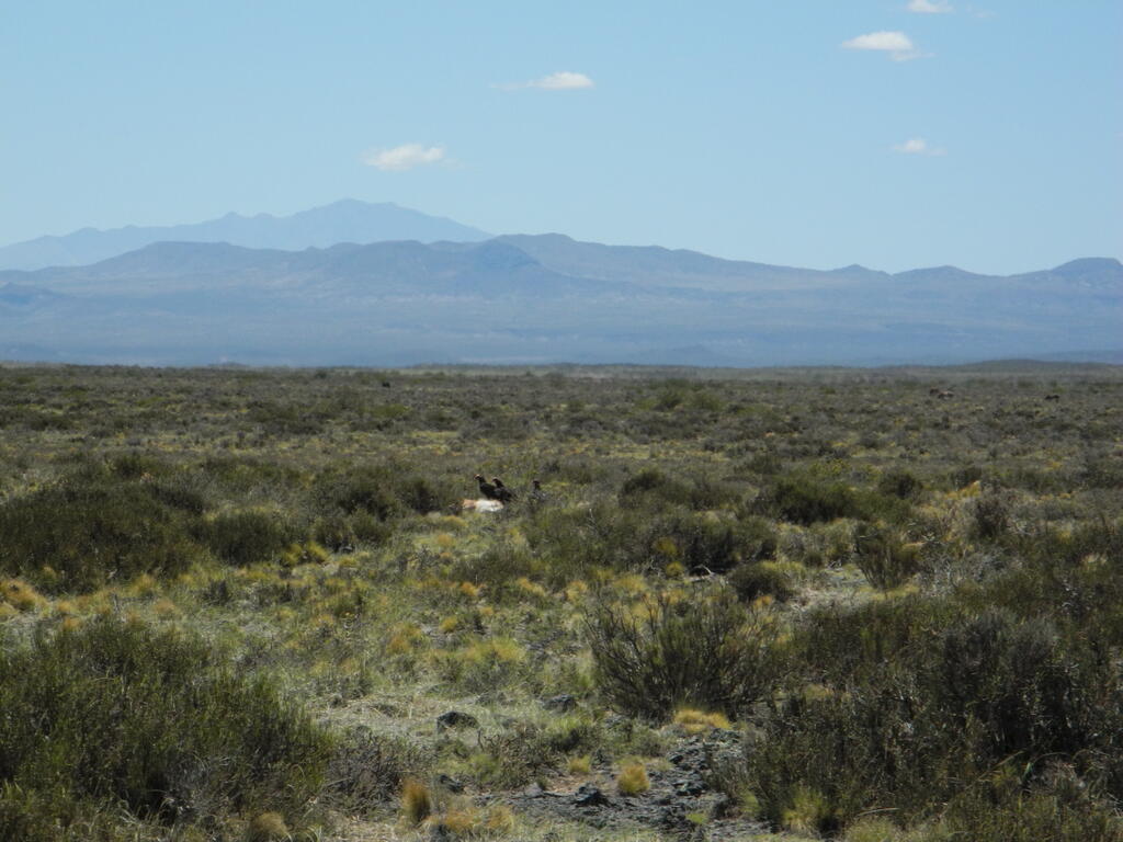 Geier an einem toten Guanaco