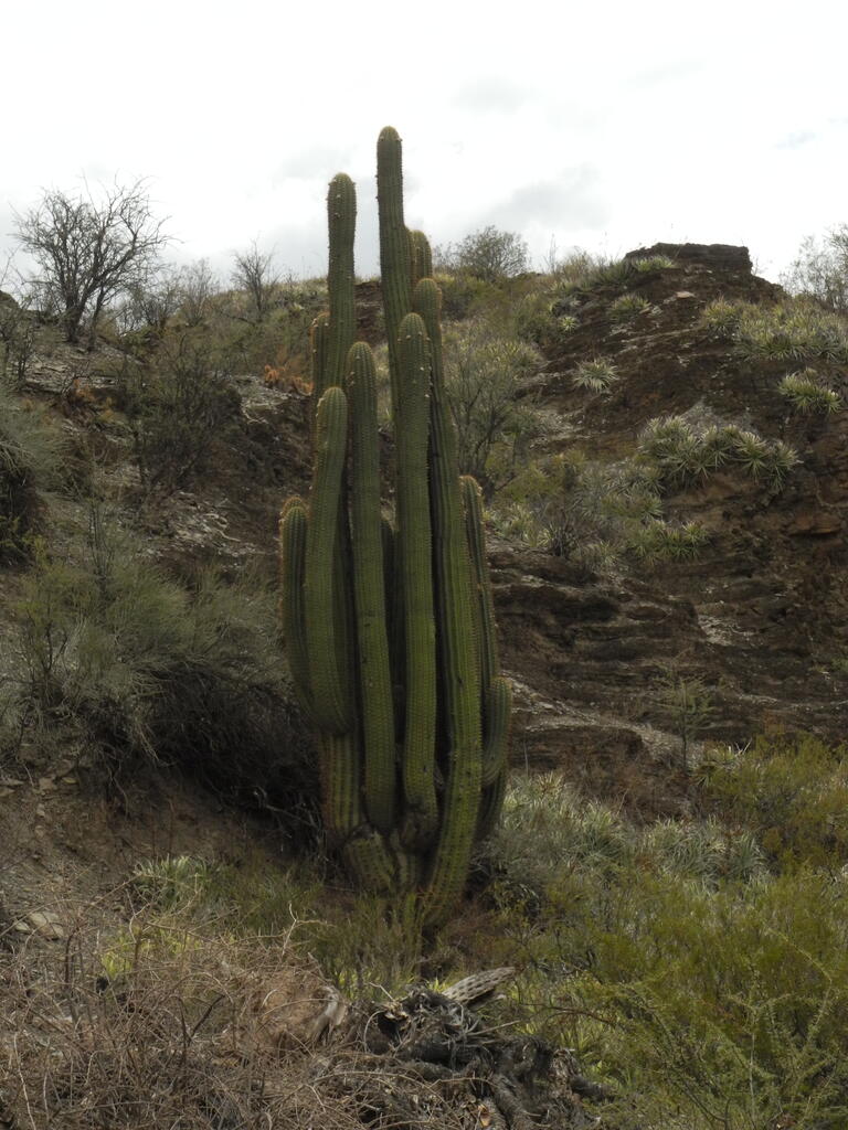 RN150 zwischen Huaco und Patquia, Kakteen